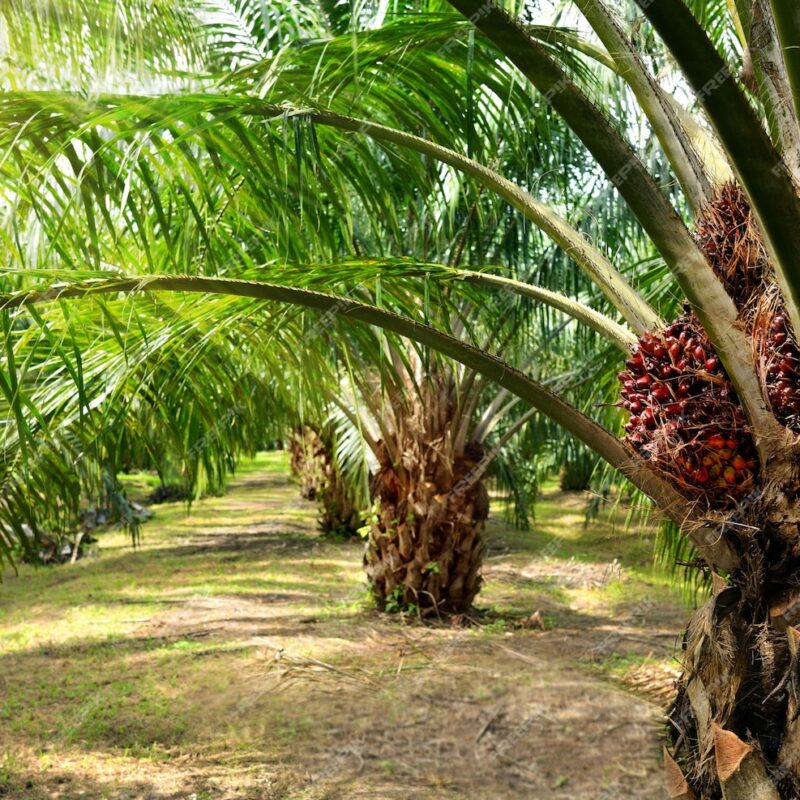 Hero-section-royal-oil-palm